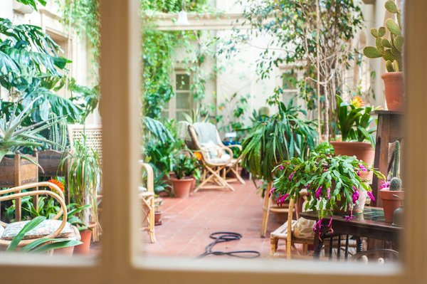 Comment intégrer des plantes médicinales dans un jardin de balcon ?